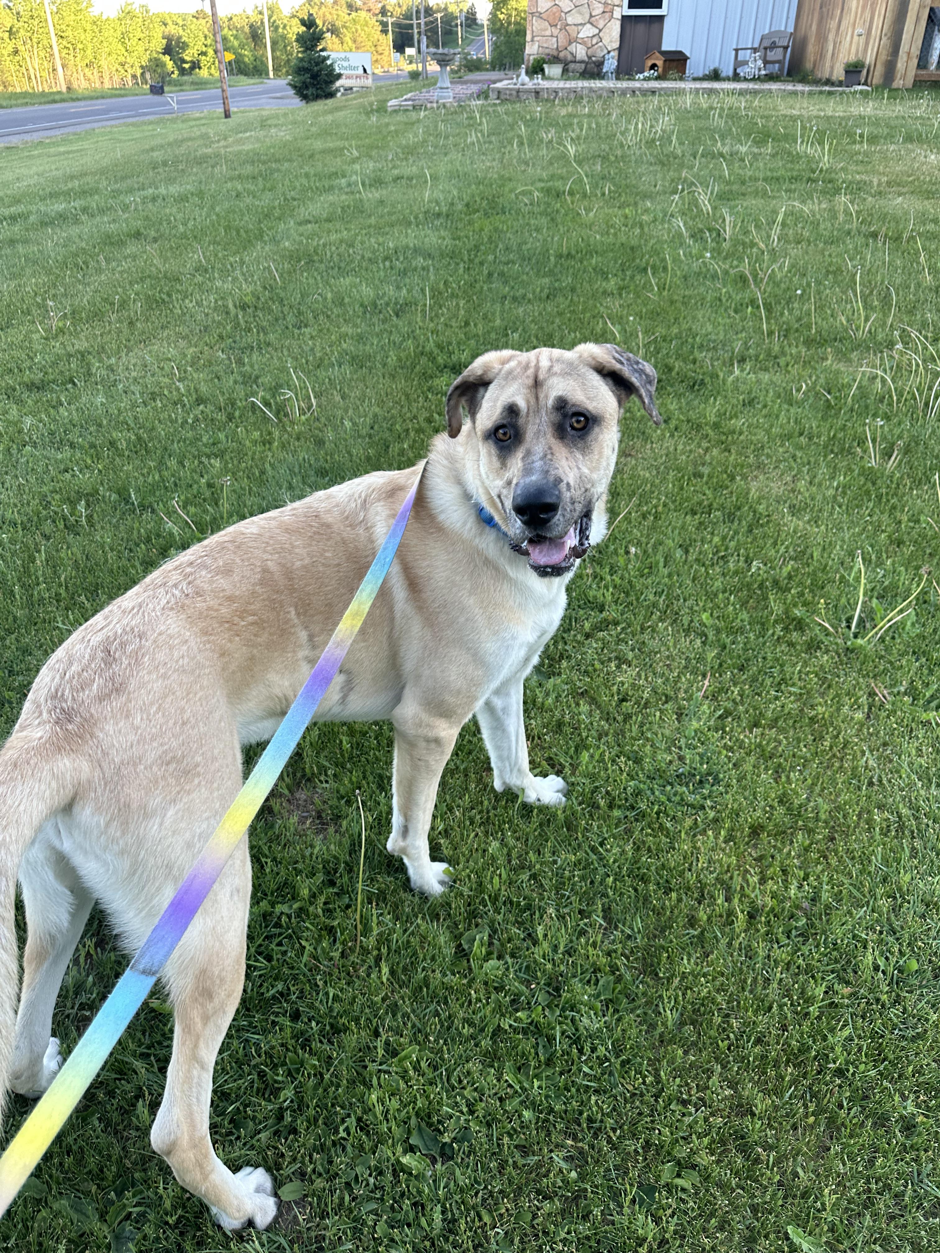 Enlarge Monty, a ADOPTABLE mixed breed in Iron River, MI image 3/3