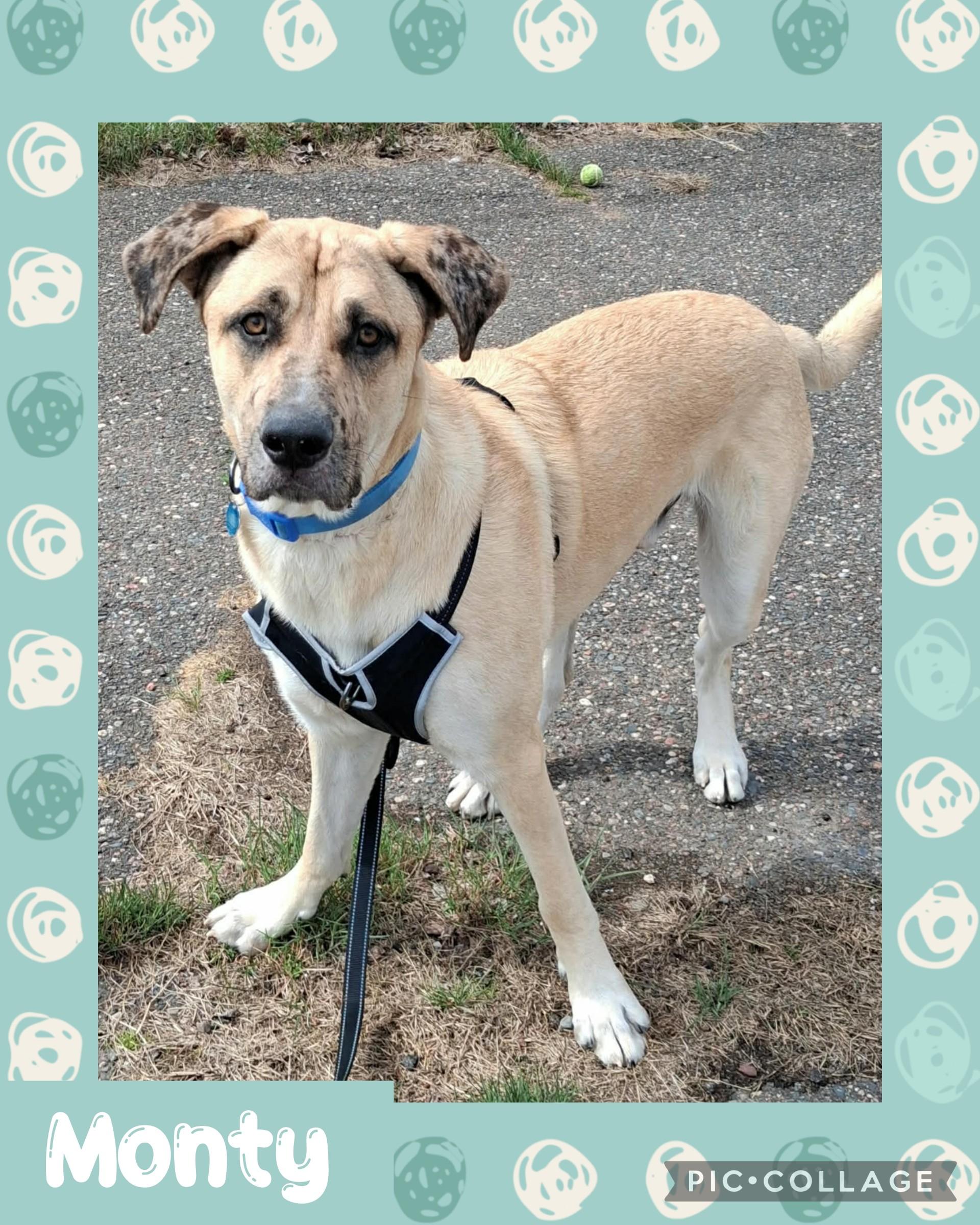 Enlarge Monty, a ADOPTABLE mixed breed in Iron River, MI image 1/1