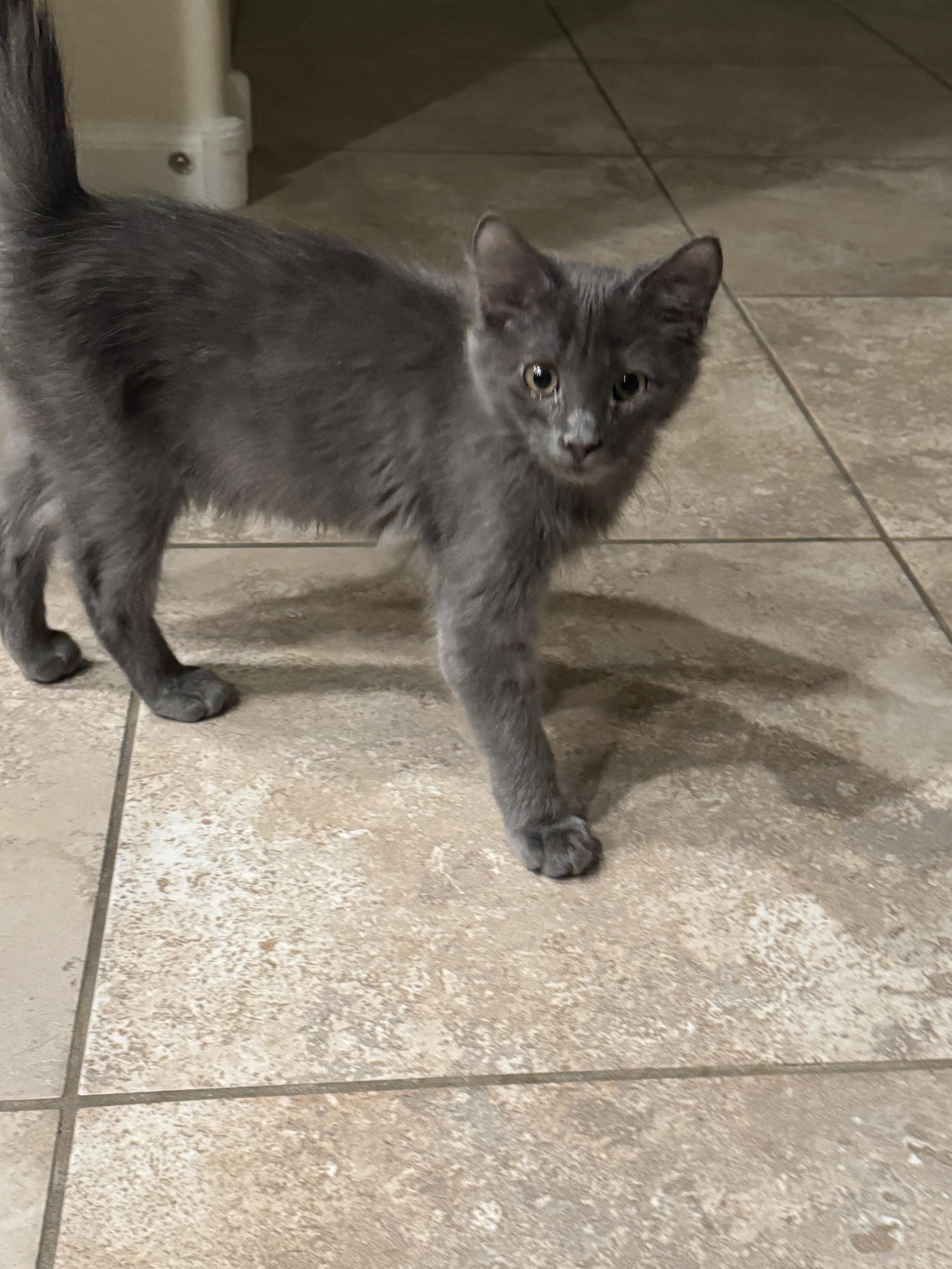 Brutus, adopted, Kitten Male Domestic Medium Hair.