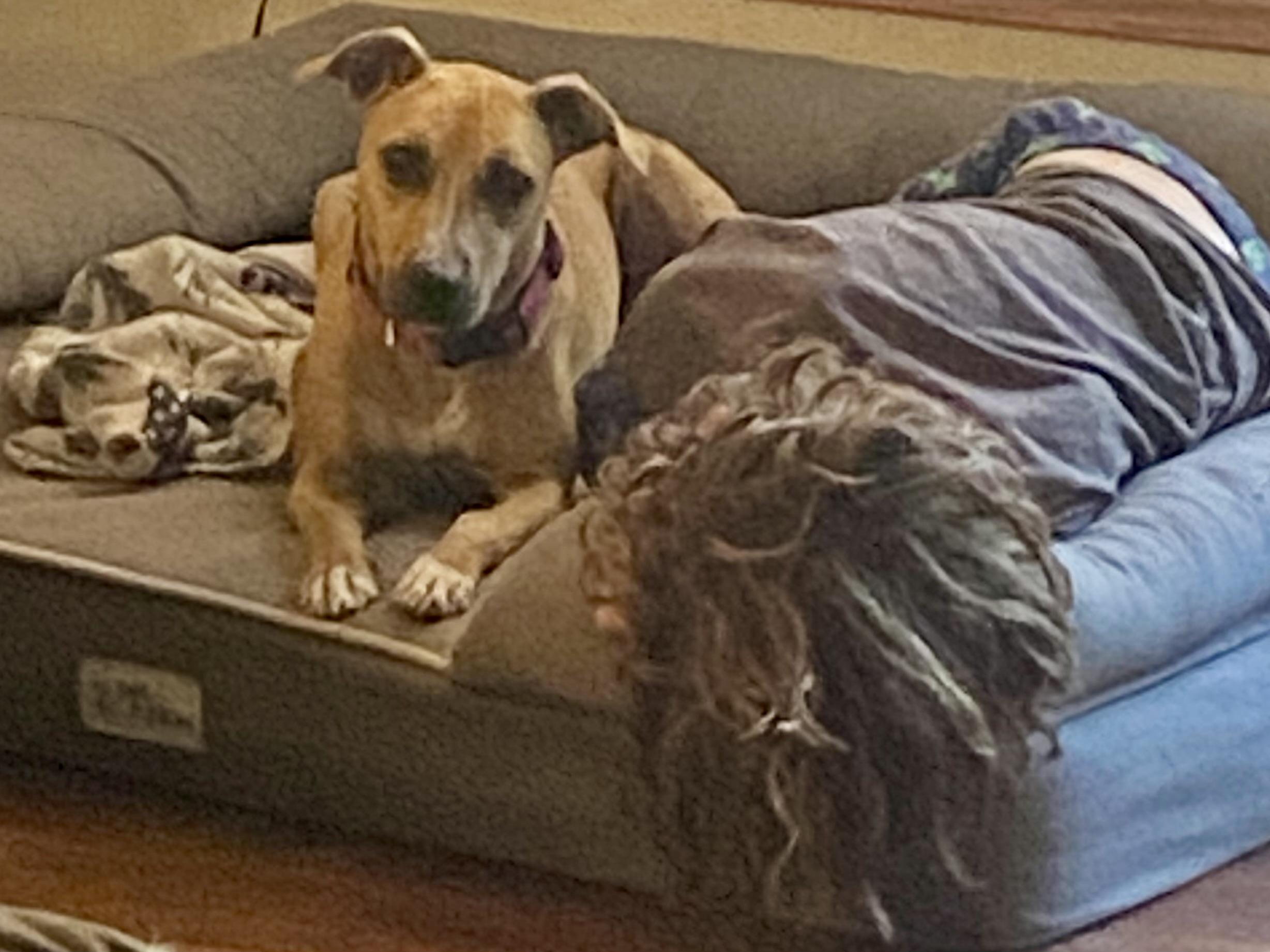 Enlarge Jenni Mae, a Adoptable mixed breed in Aberdeen, NC image 6/6