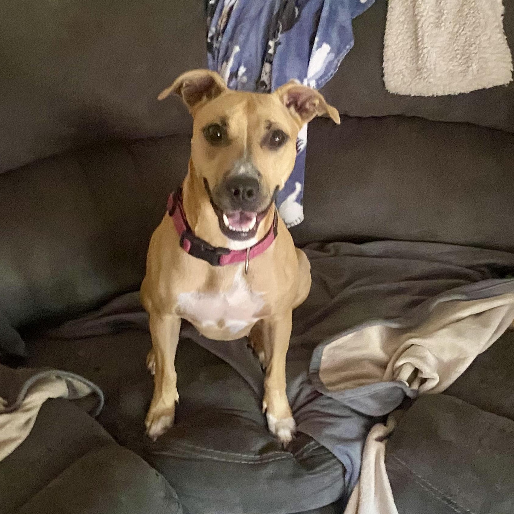Enlarge Jenni Mae, a Adoptable mixed breed in Aberdeen, NC image 2/6