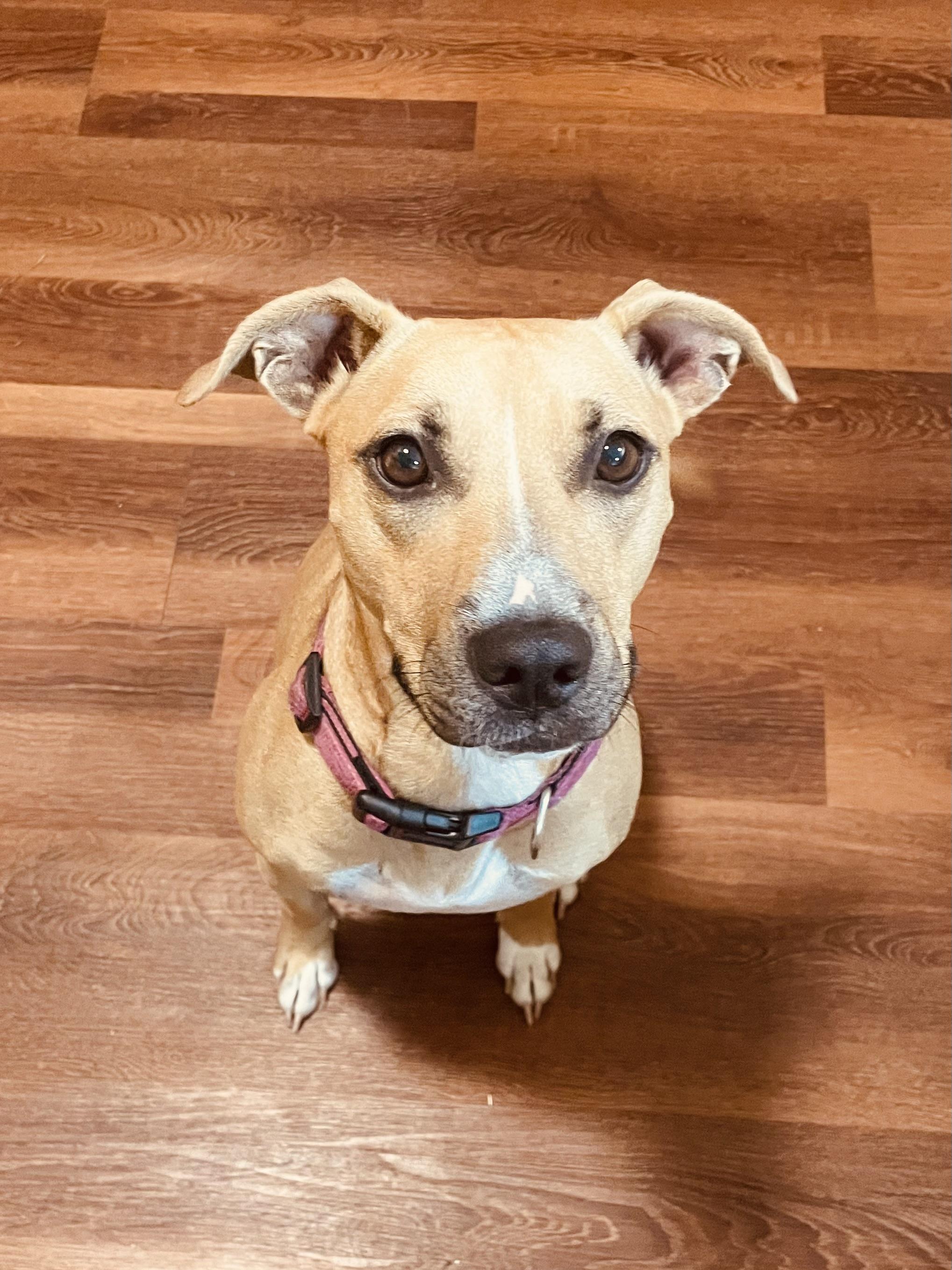 Enlarge Jenni Mae, a Adoptable mixed breed in Aberdeen, NC image 1/6