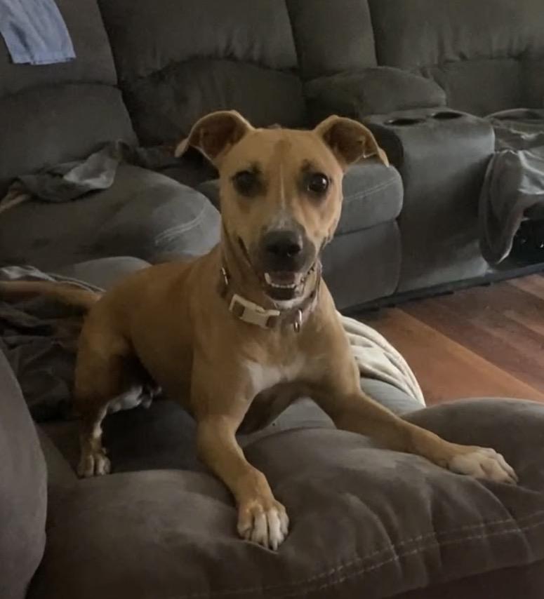 Enlarge Jenni Mae, a Adoptable mixed breed in Aberdeen, NC image 3/6