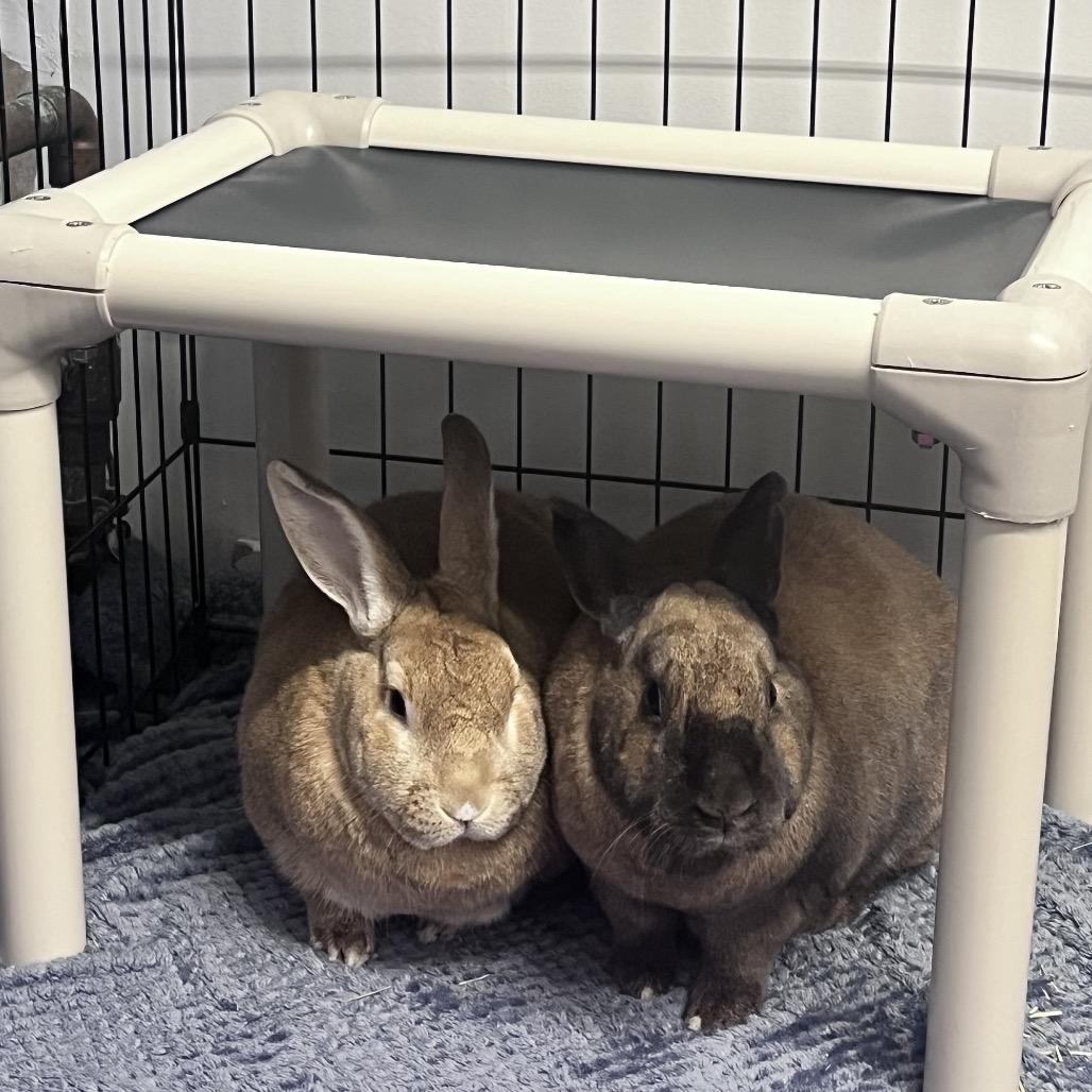 Poe, Adoptable, Adult Male New Zealand.