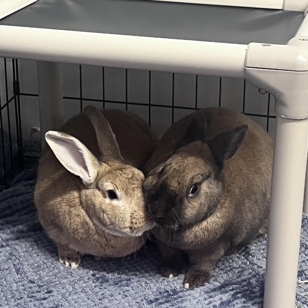 Poe, a Adoptable New Zealand in Mentor, OH image 3/3