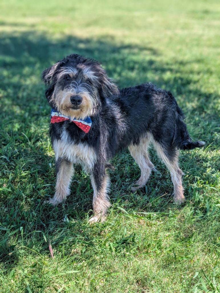 Enlarge Franklin (Jefferson), a Adopted Schnauzer in Arlington, TX image 1/5