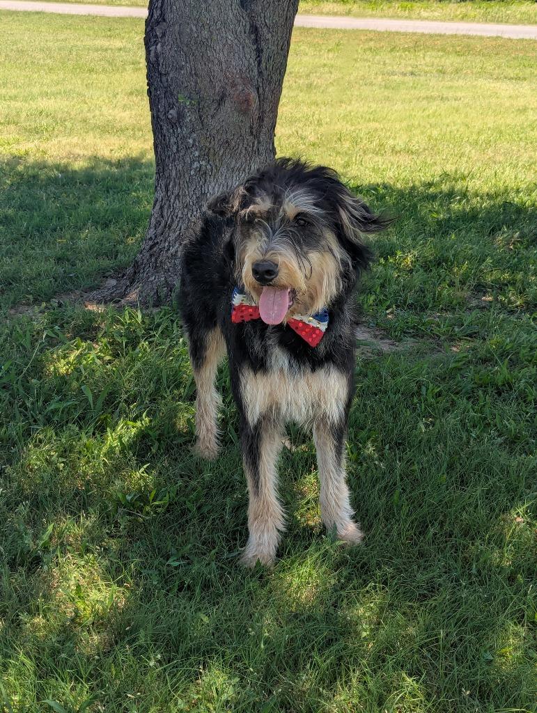 Enlarge Franklin (Jefferson), a Adopted Schnauzer in Arlington, TX image 3/5