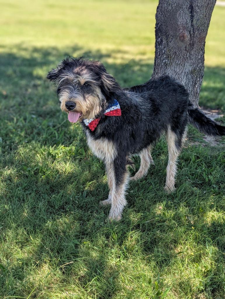 Enlarge Franklin (Jefferson), a Adopted Schnauzer in Arlington, TX image 5/5