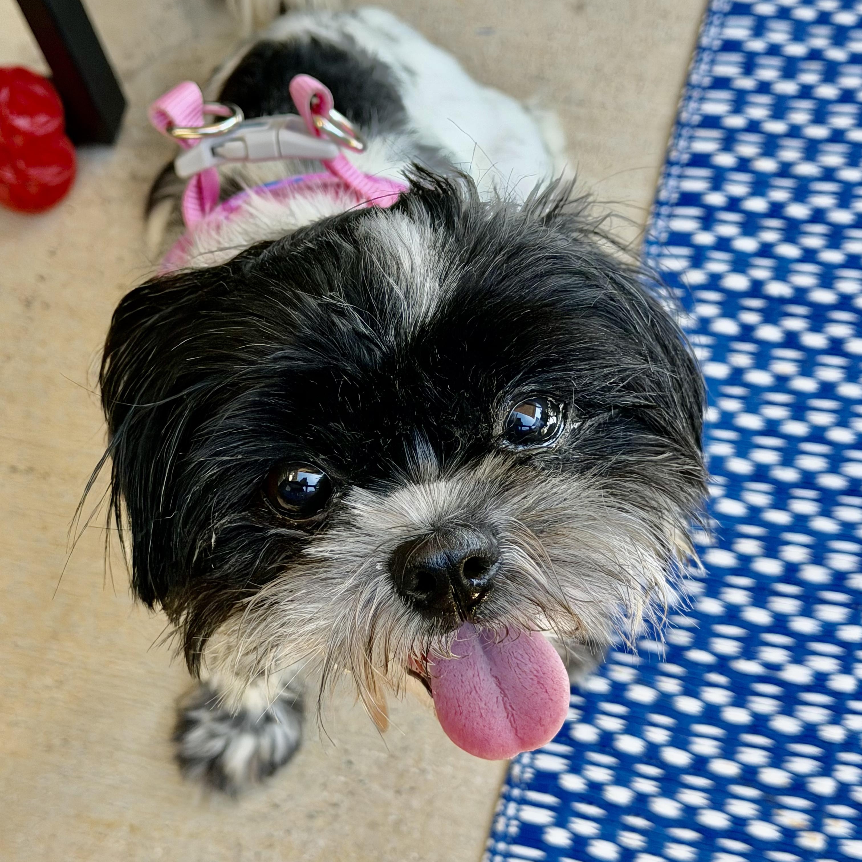 Enlarge Chintz Miller, a Adoptable Shih Tzu in Plano, TX image 1/1