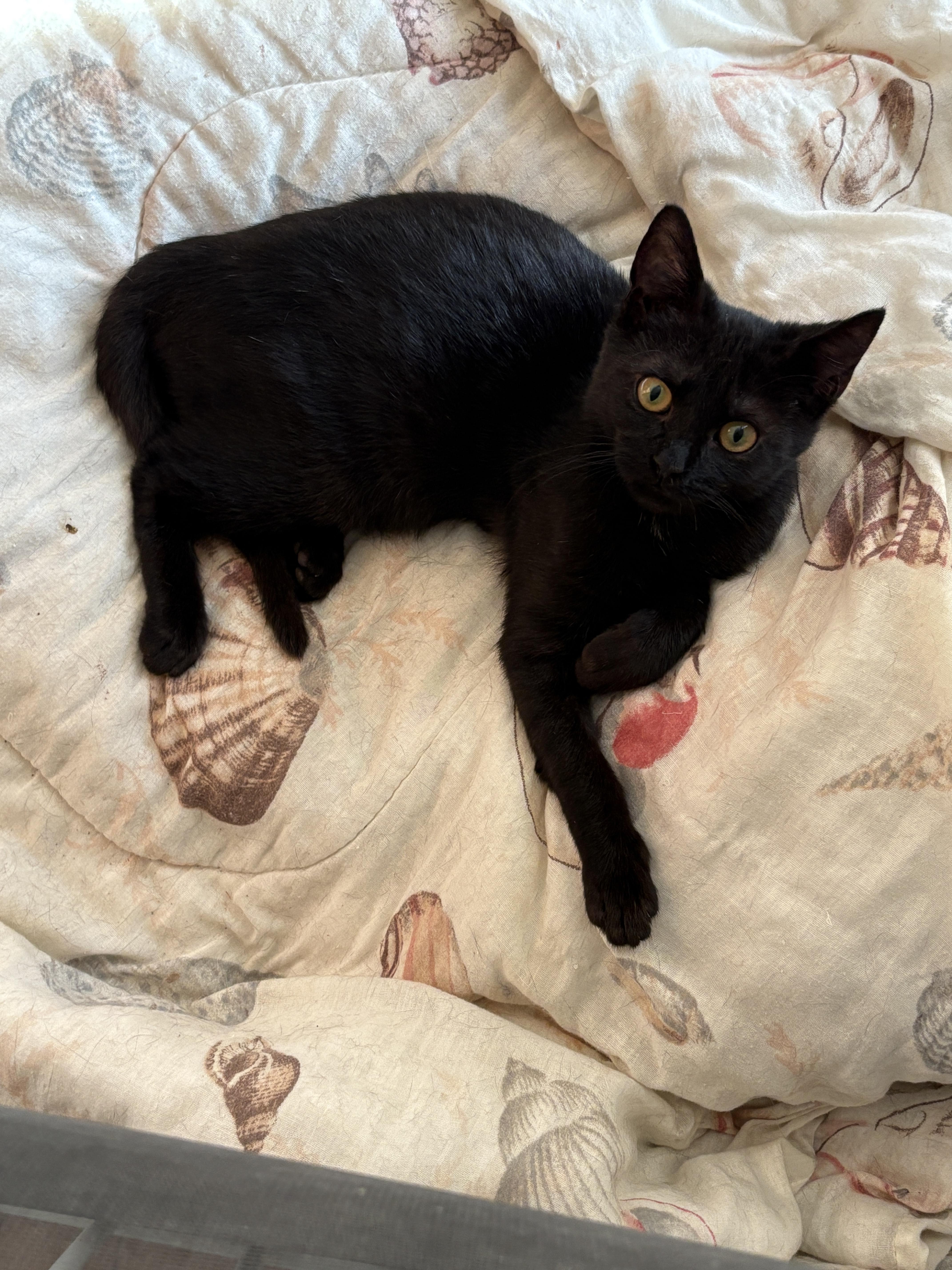 Enlarge Stevie, a Adoptable Domestic Short Hair in Pleasantville, NJ image 1/1