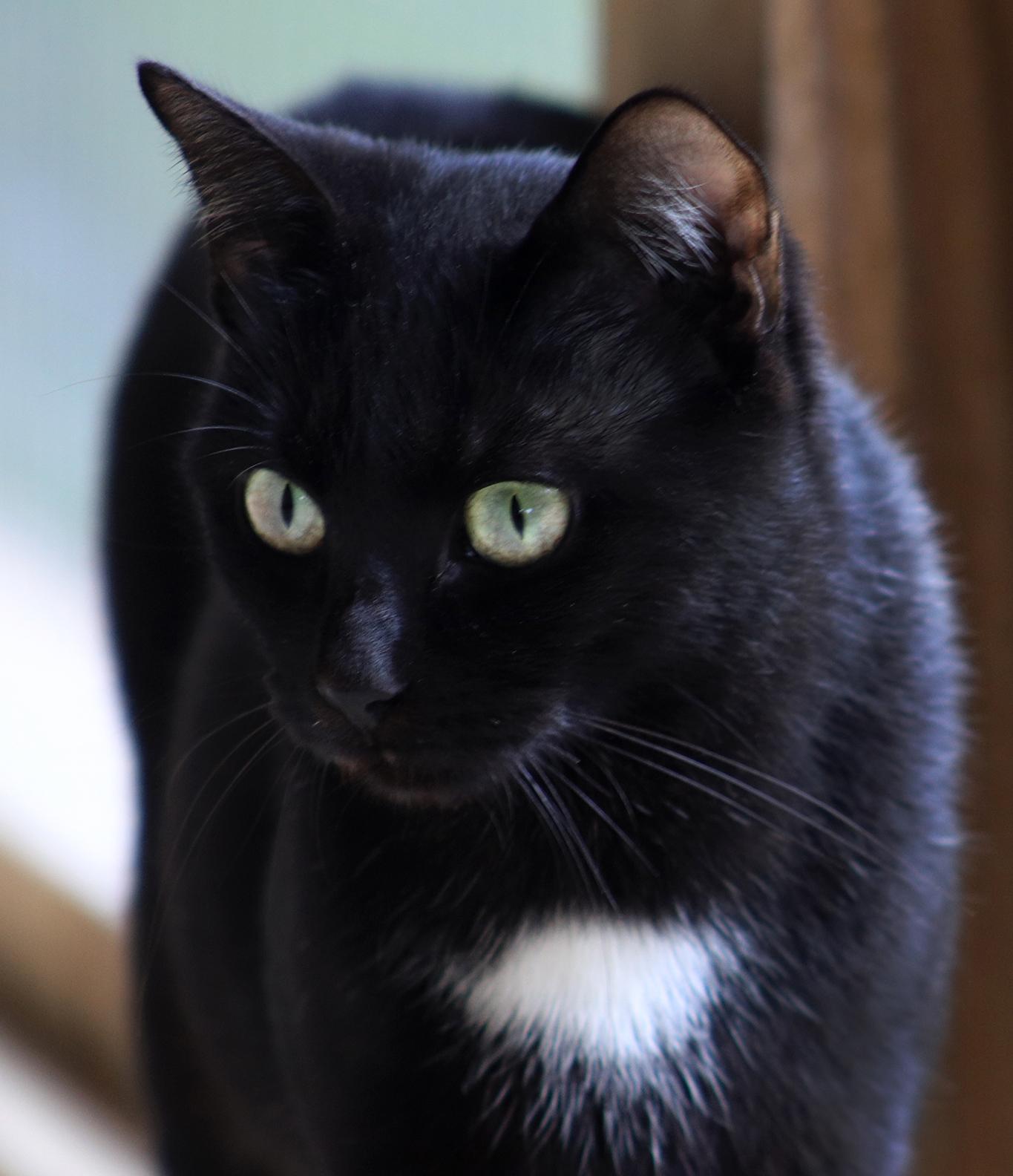 Noel, adopted, Young Female Domestic Short Hair.