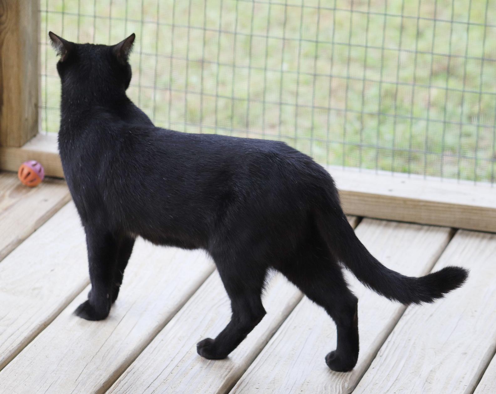 Noel, an adopted Domestic Short Hair in North Fort Myers, FL image 2/3