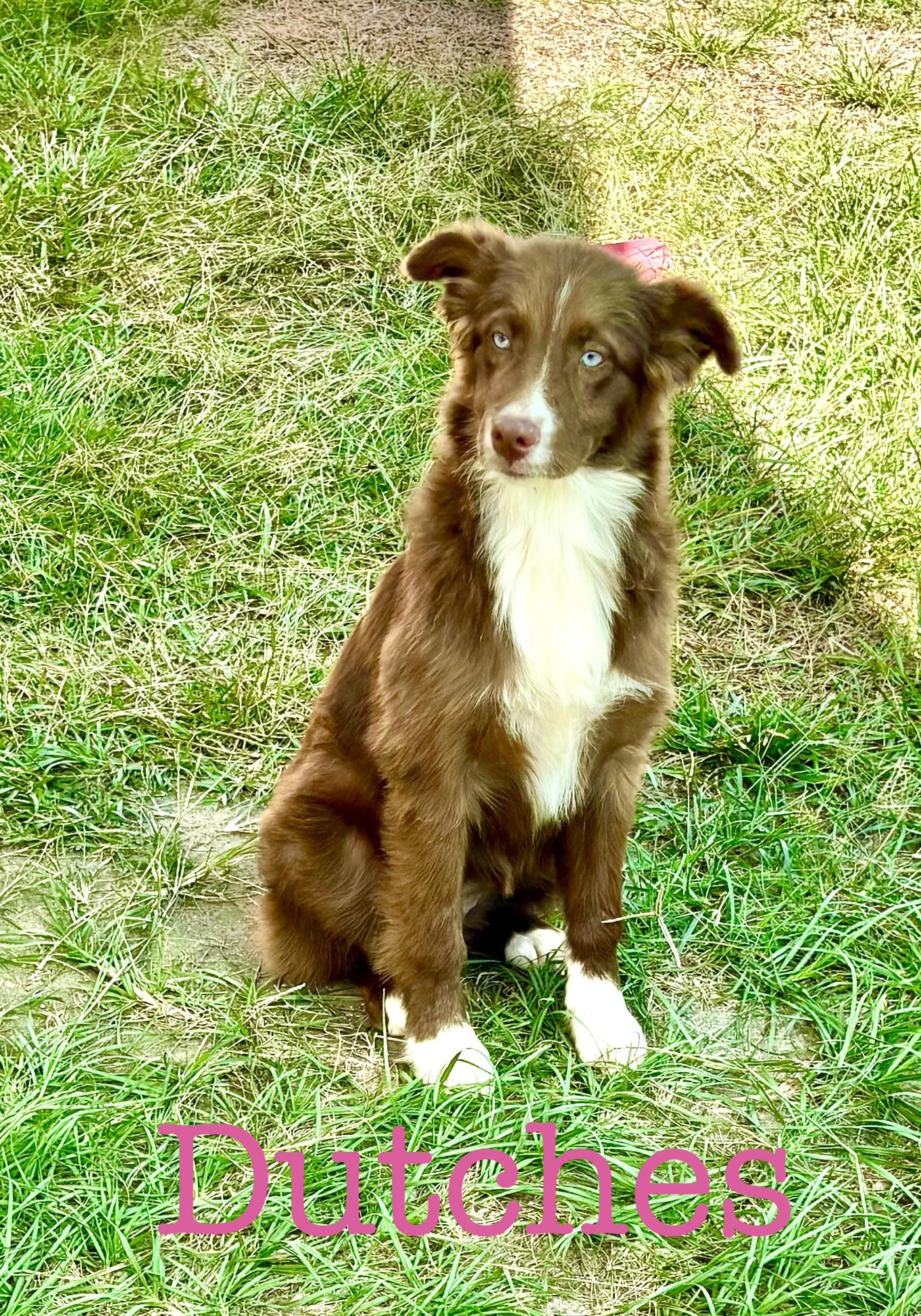 Enlarge Duchess, a Adopted mixed breed in Newport, VT image 3/3