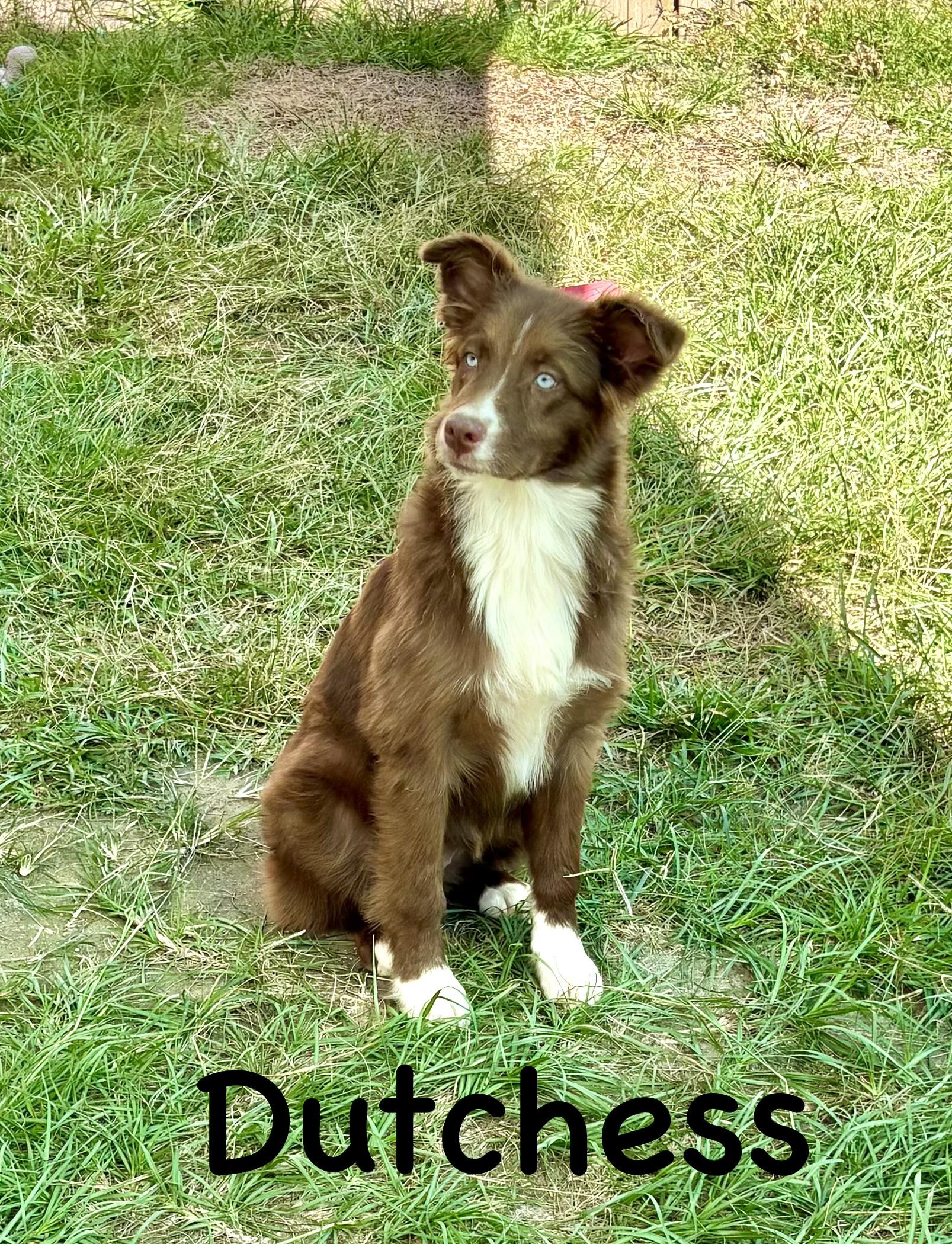 Enlarge Duchess, a Adopted mixed breed in Newport, VT image 2/3