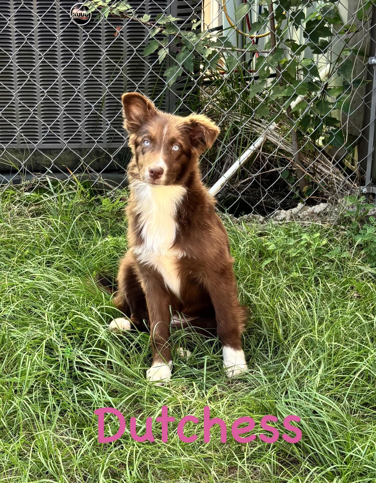 Duchess, Adopted, Young Female Australian Shepherd & Border Collie.