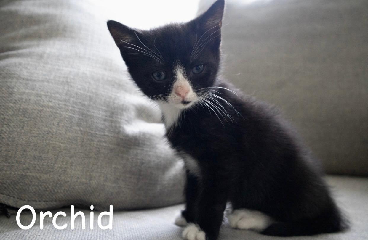 Enlarge Orchid, a ADOPTABLE American Shorthair in Springfield, MA image 1/1