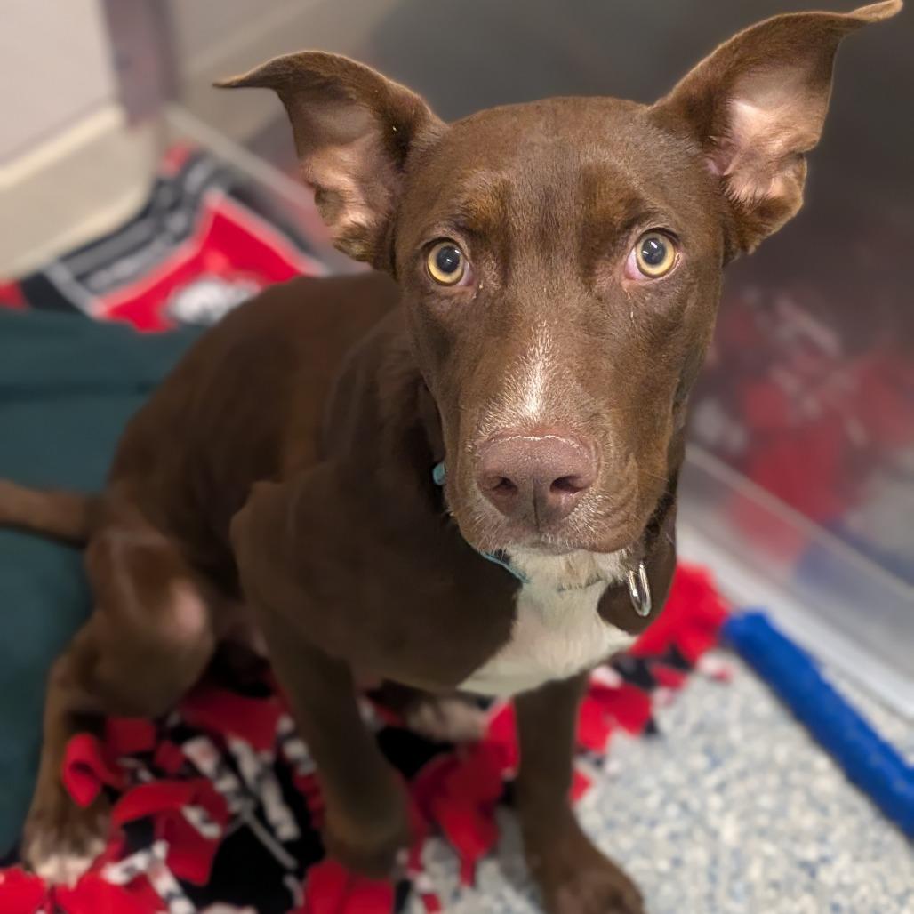 Denver, Adoptable, Young Male Mixed Breed.