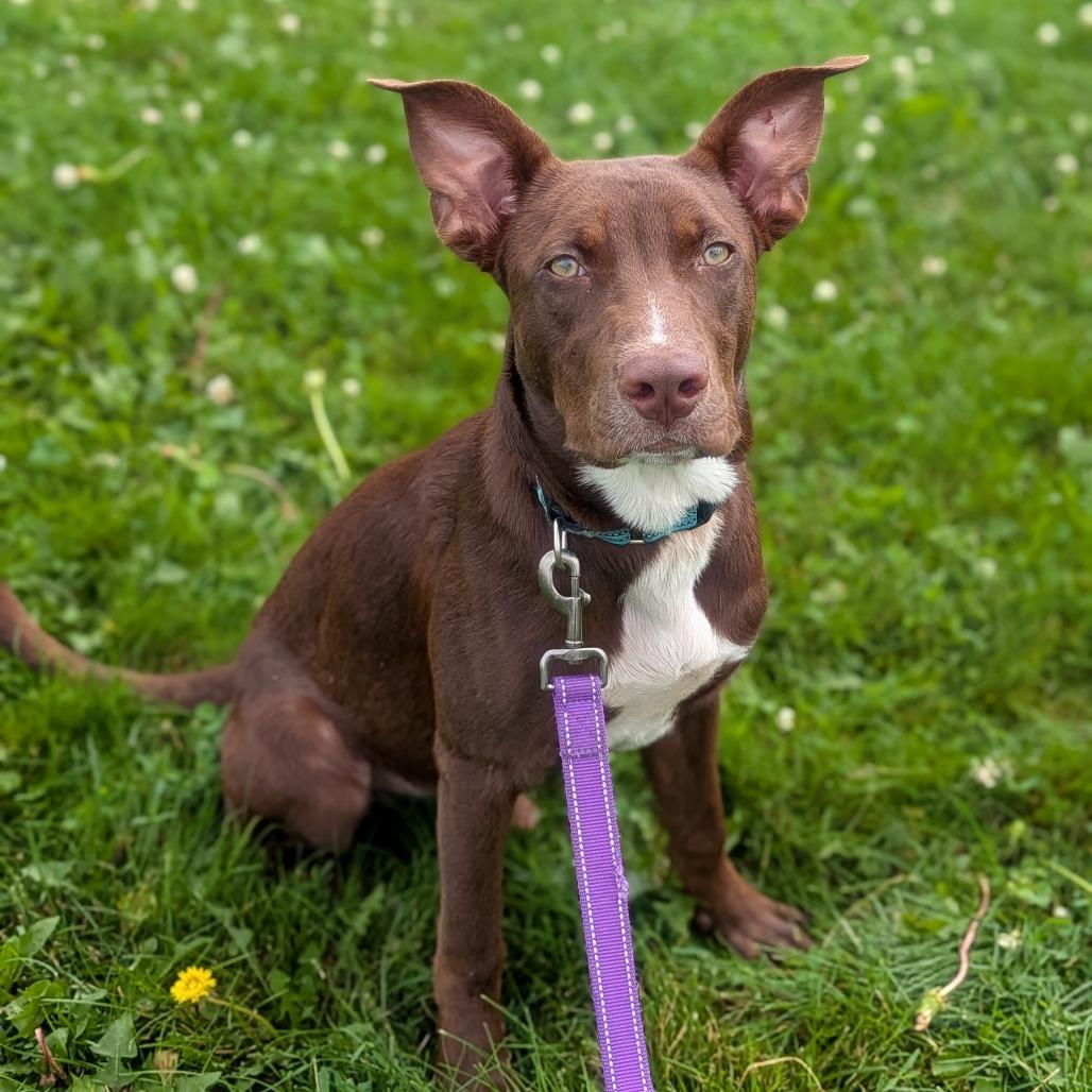 Enlarge Denver, a Adoptable Mixed Breed in Prairie du Chien, WI image 2/3