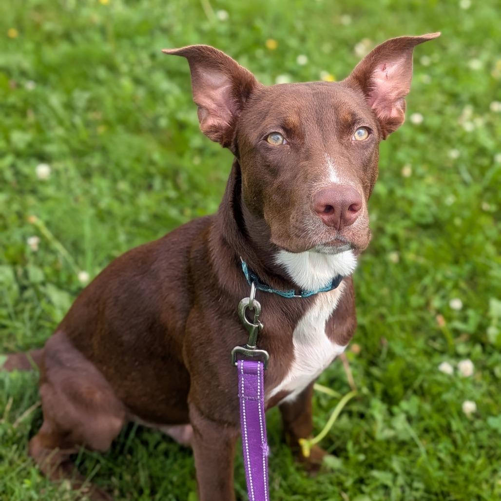 Enlarge Denver, a Adoptable Mixed Breed in Prairie du Chien, WI image 3/3