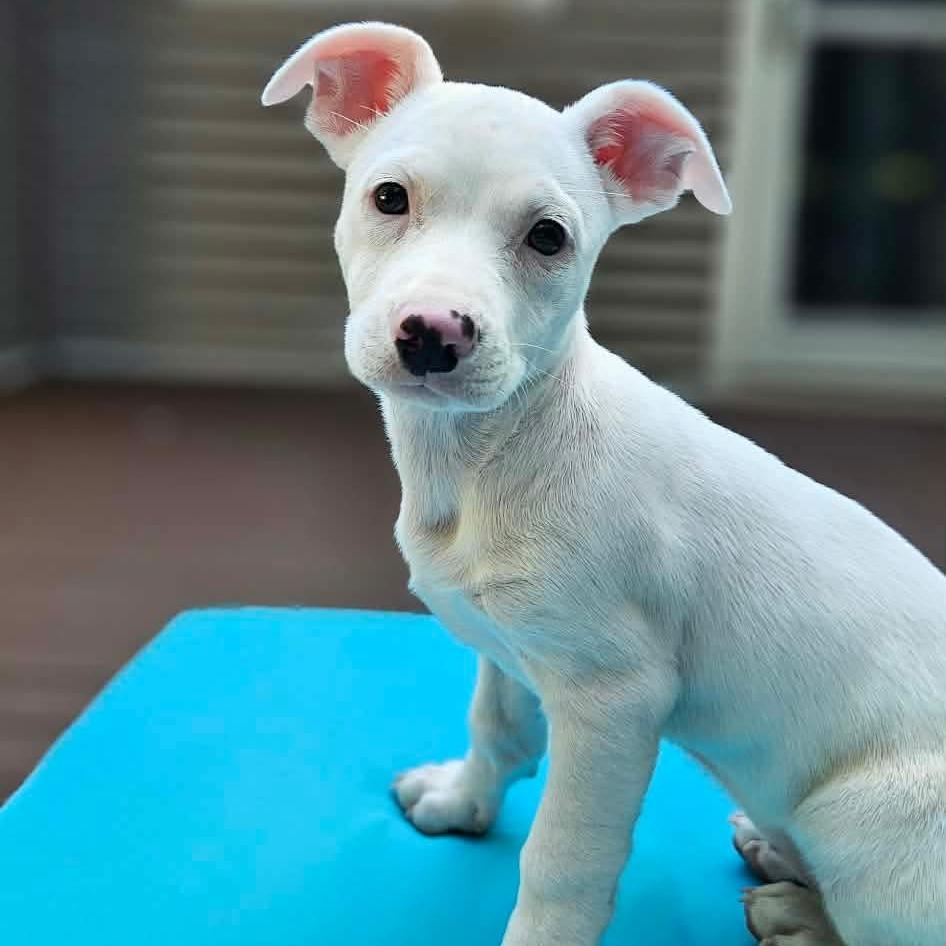Tara, Adoptable, Puppy Female Pit Bull Terrier & Chihuahua.