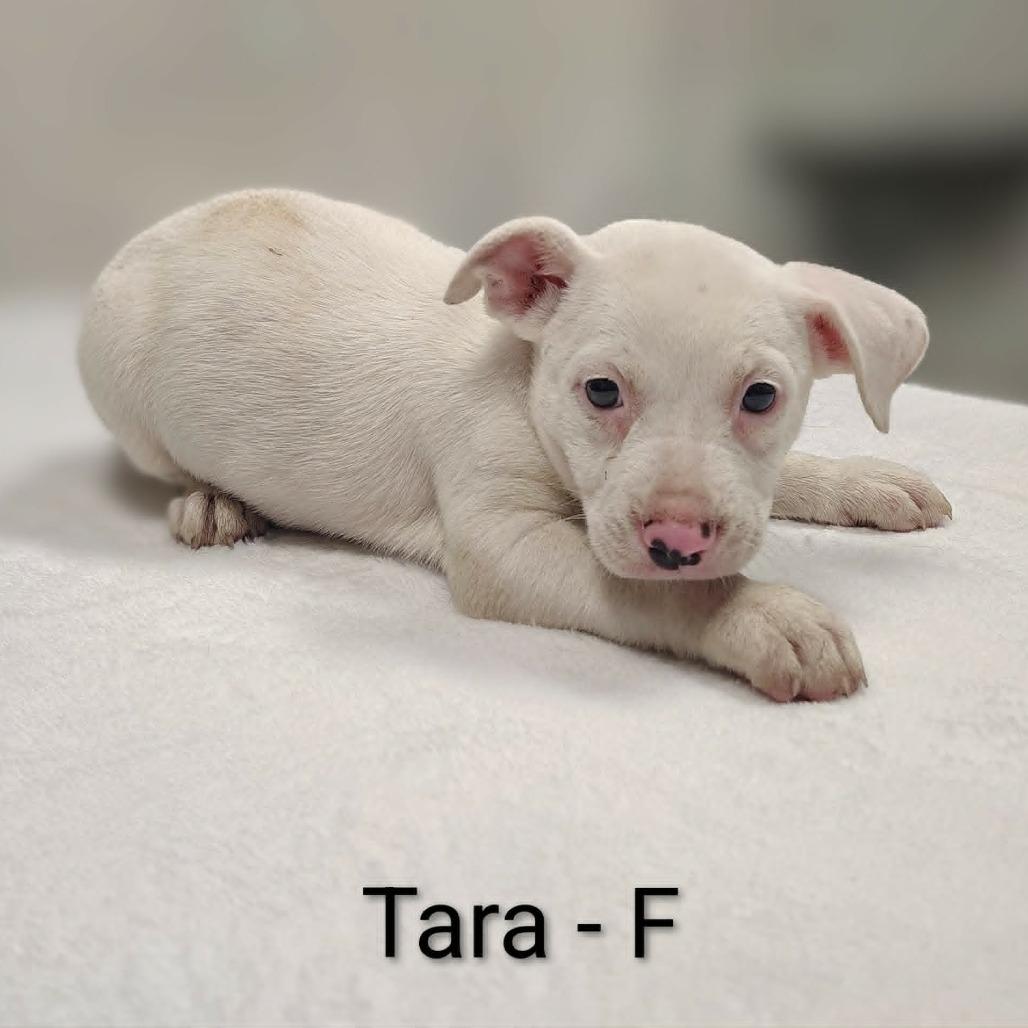 Enlarge Tara, a Adoptable mixed breed in Griswold, CT image 2/6