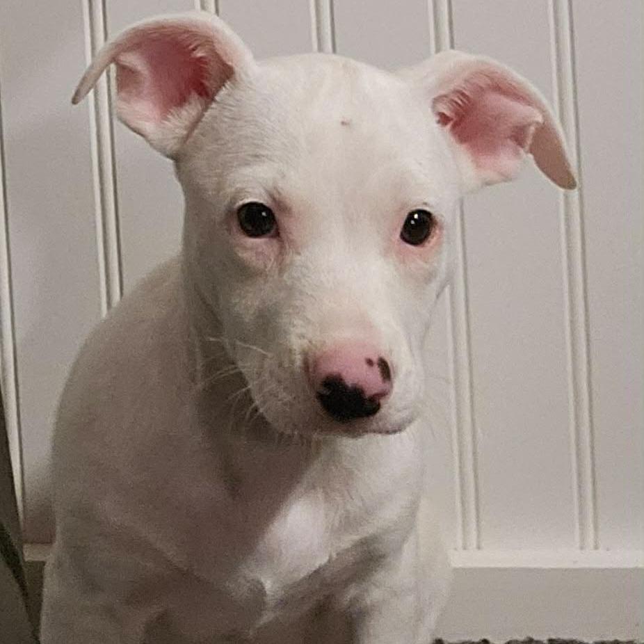 Enlarge Tara, a Adoptable mixed breed in Griswold, CT image 4/6