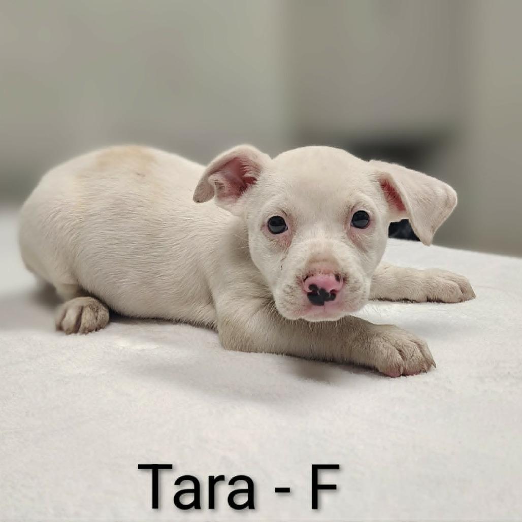 Enlarge Tara, a Adoptable mixed breed in Griswold, CT image 5/6