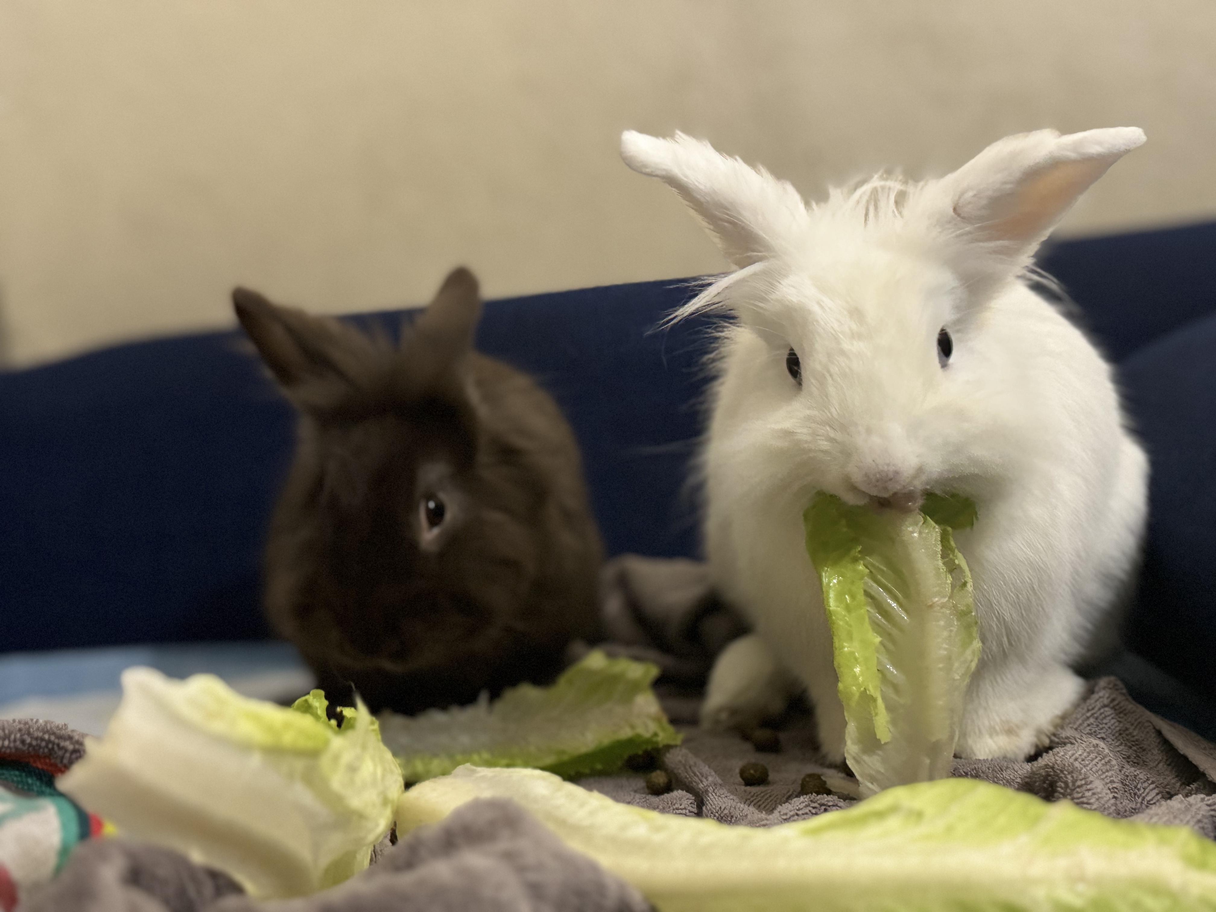 Yuki & Snoop, ADOPTABLE, Adult Female American.