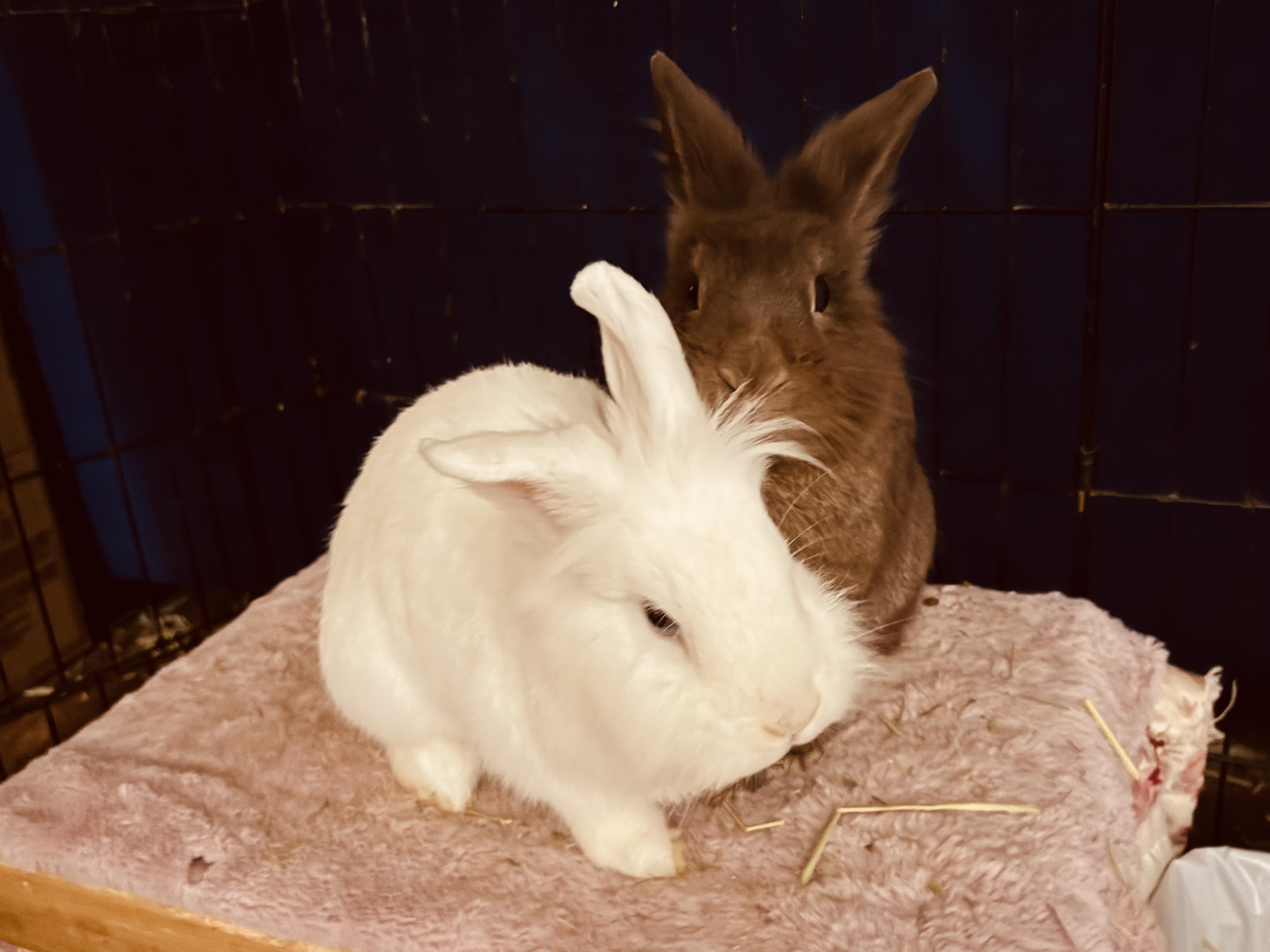 Enlarge Yuki & Snoop, a ADOPTABLE American in Gig Harbor, WA image 2/2