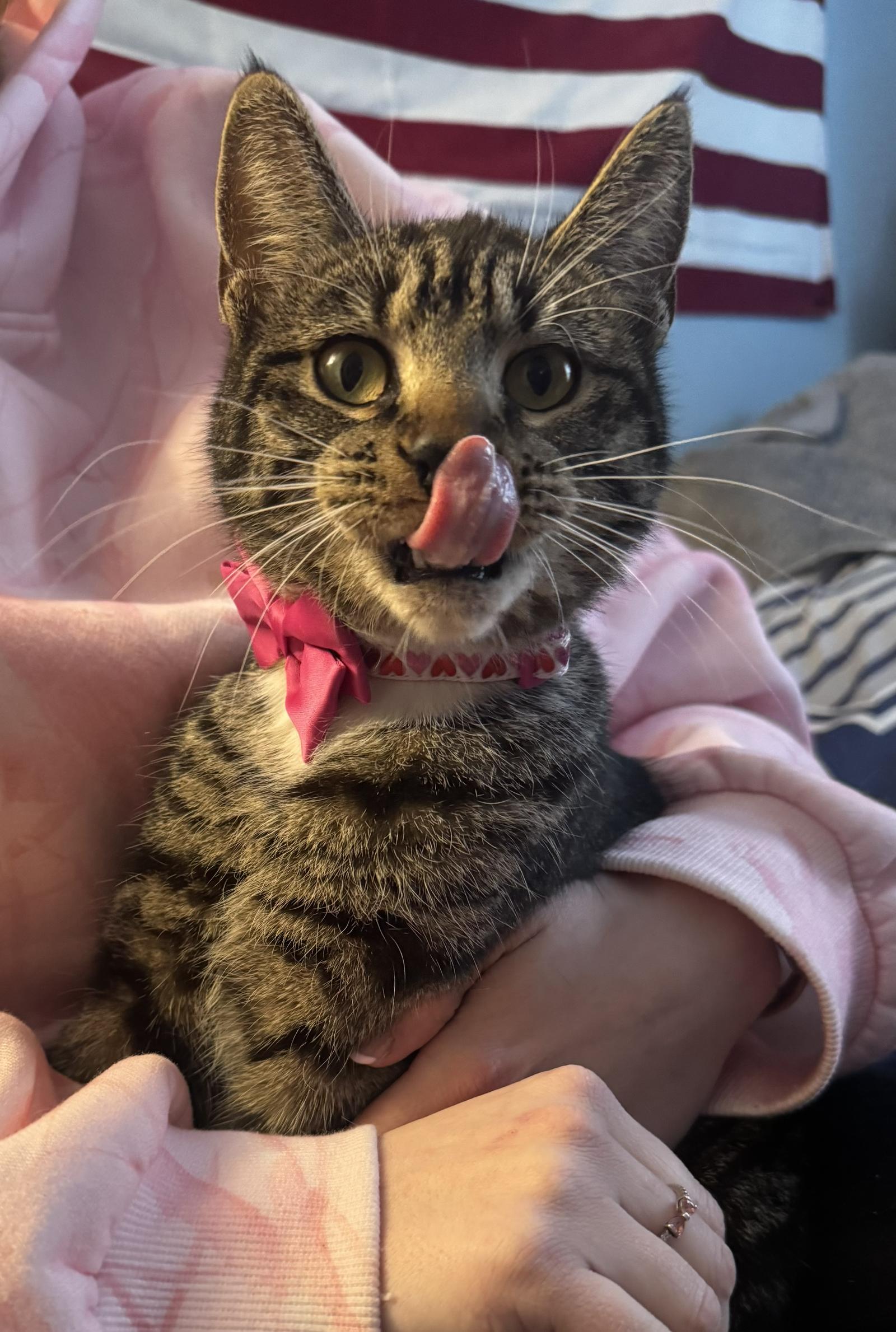 Charlotte*, a Adoptable Domestic Short Hair in Trexlertown, PA image 1/3