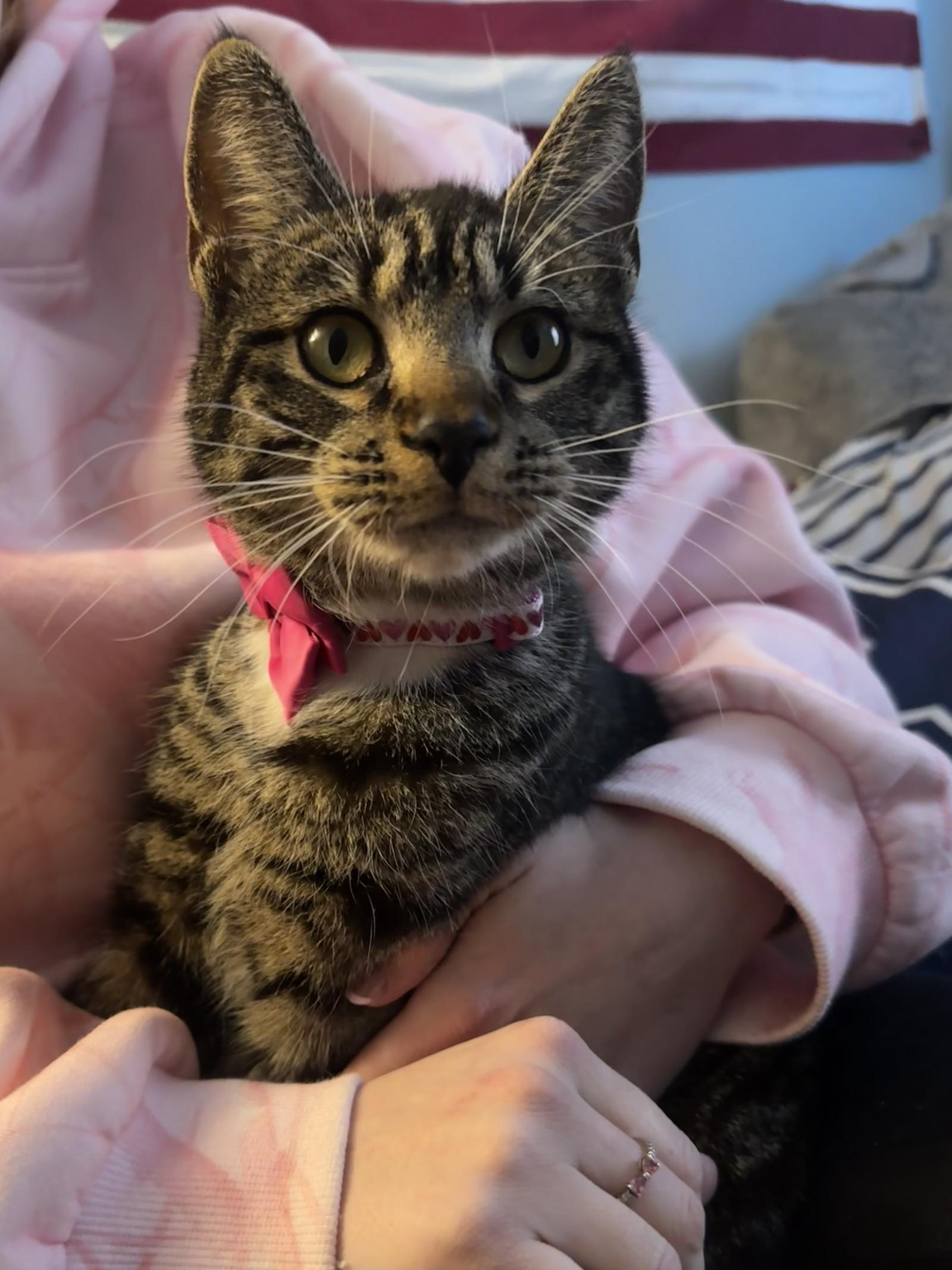 Charlotte*, a Adoptable Domestic Short Hair in Trexlertown, PA image 2/3