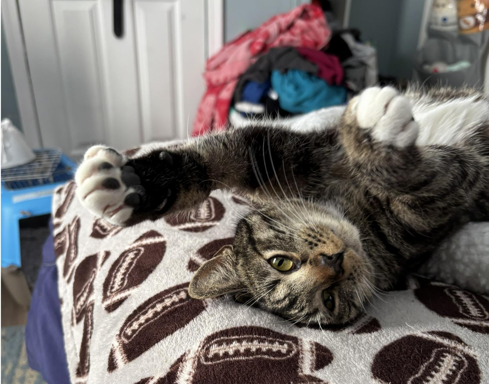 Charlotte*, a Adoptable Domestic Short Hair in Trexlertown, PA image 3/3