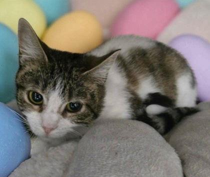 Jessica Rabbit, Adoptable, Adult Female Domestic Short Hair.