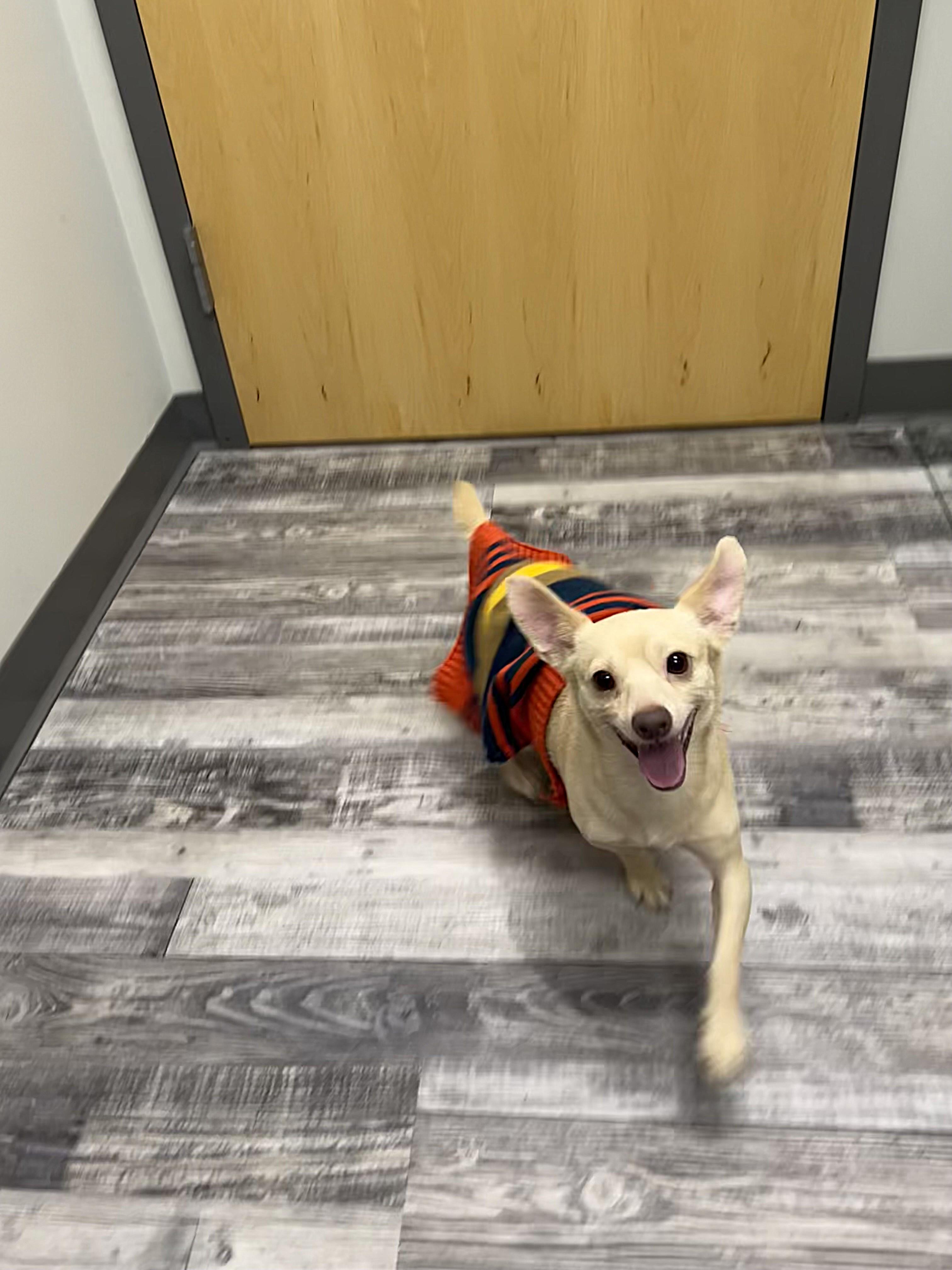 J.D., adoptable, Adult Male Chihuahua.