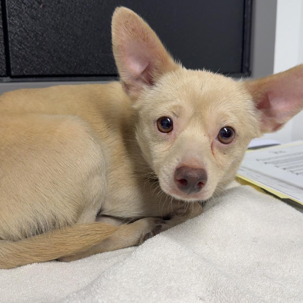 J.D., an adoptable Chihuahua in St. Louis, MO image 2/3