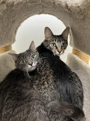 Enlarge Rocket, a Adoptable mixed breed in New Hope, PA image 2/3
