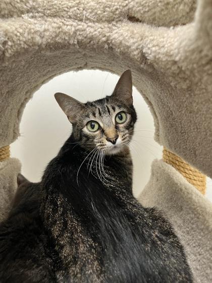 Enlarge Rocket, a Adoptable mixed breed in New Hope, PA image 3/3