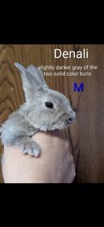 Denali, Adoptable, Baby Male Mini Rex.