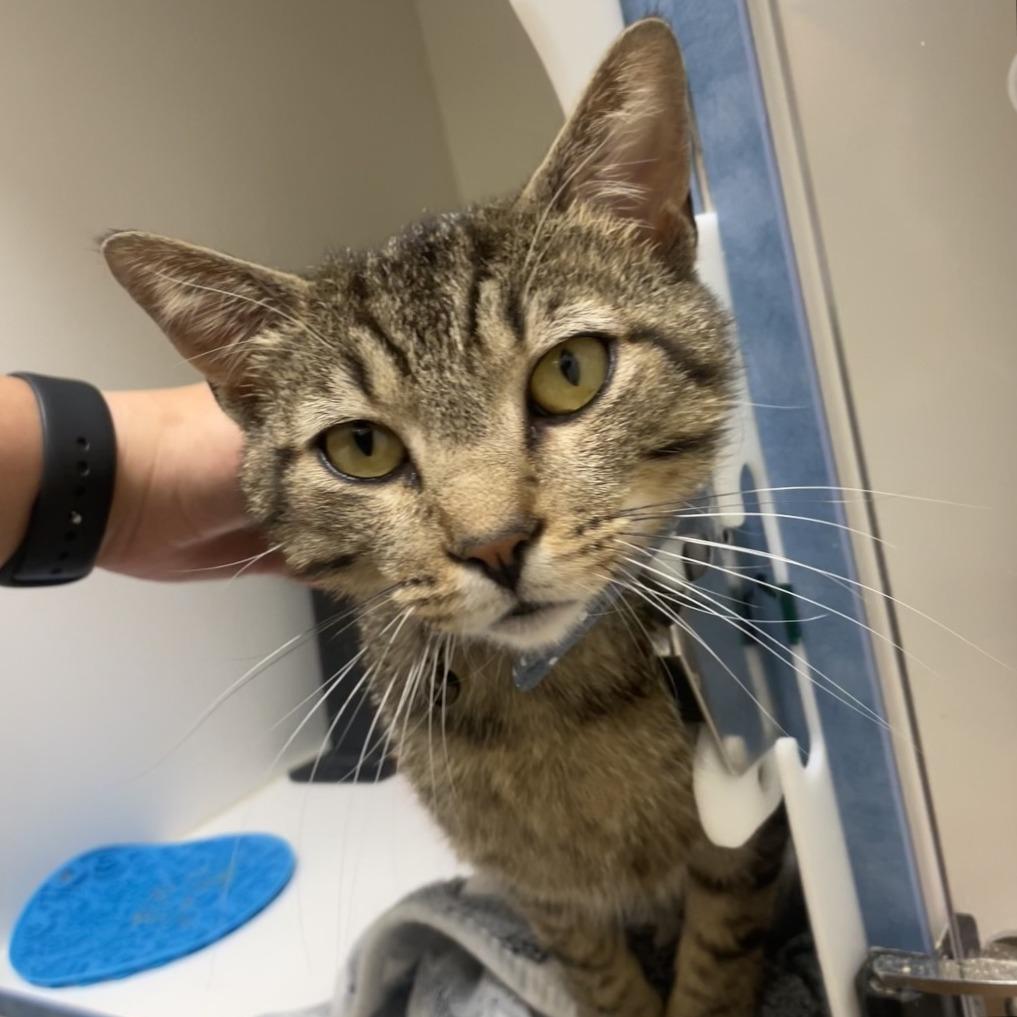 Enlarge Lawson, a Adoptable Domestic Short Hair in Nashville, TN image 1/5