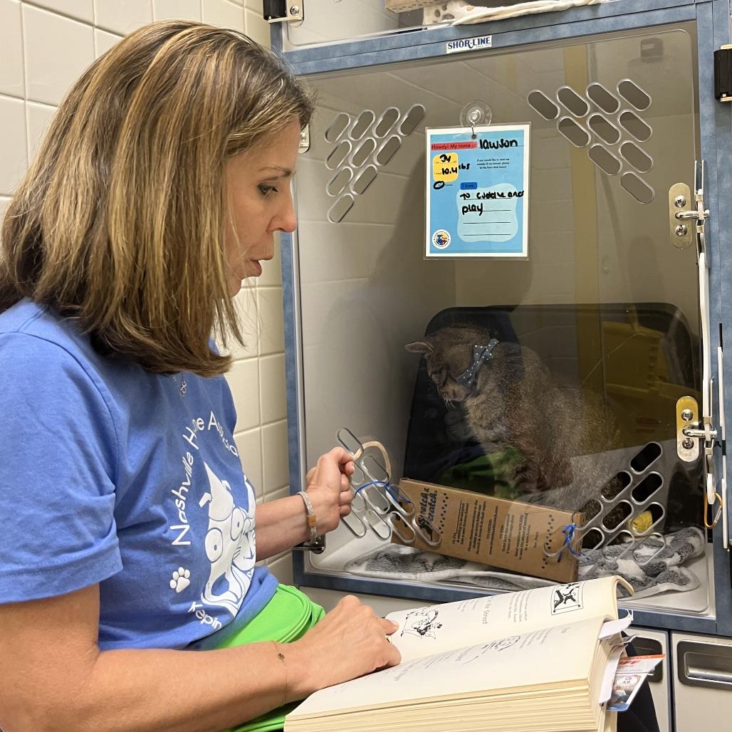 Enlarge Lawson, a Adoptable Domestic Short Hair in Nashville, TN image 3/5