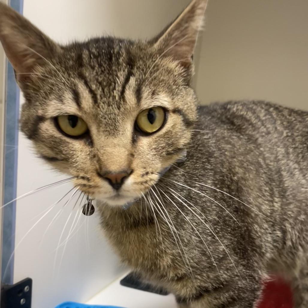 Enlarge Lawson, a Adoptable Domestic Short Hair in Nashville, TN image 4/5