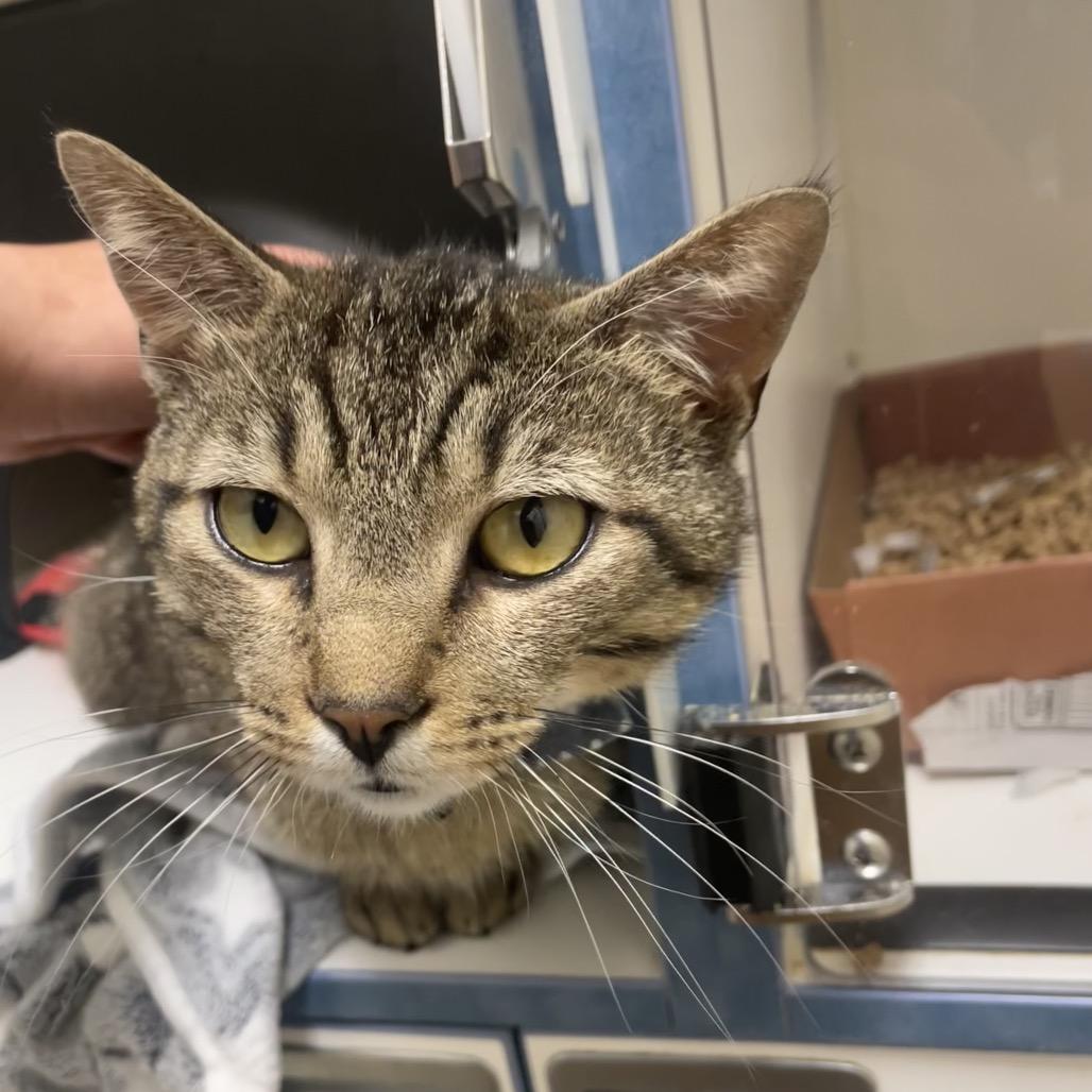 Enlarge Lawson, a Adoptable Domestic Short Hair in Nashville, TN image 5/5