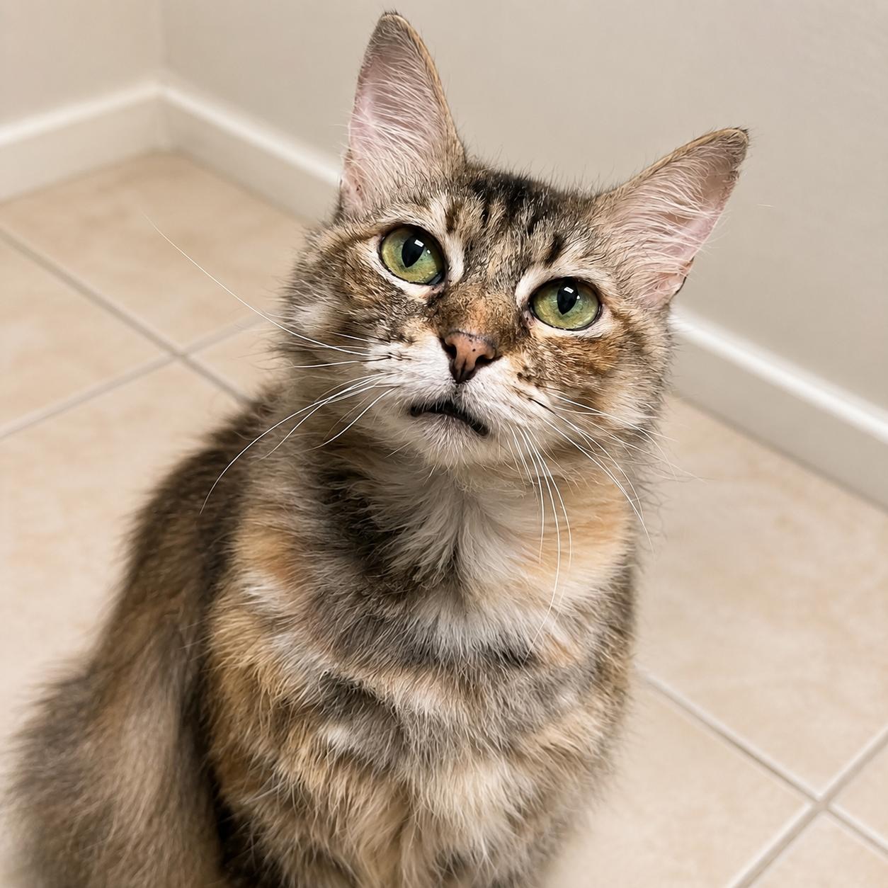 9 West Polydactyl Beauty, a Adoptable mixed breed in Hillsboro, TX image 4/6