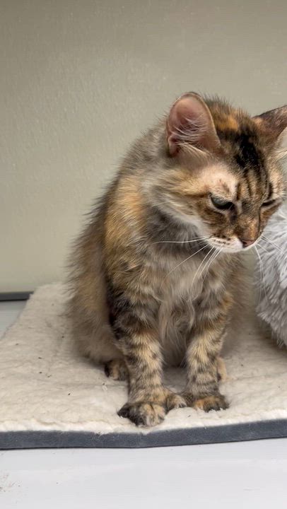 Enlarge 9 West Polydactyl Beauty, a Adoptable mixed breed in Hillsboro, TX video 6/6