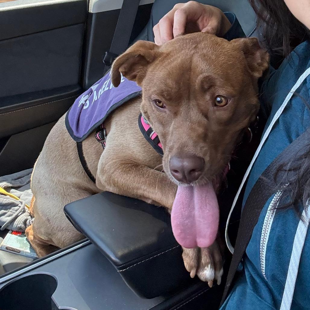 Enlarge Rita, a Adoptable Mixed Breed in Sonoma, CA image 1/5