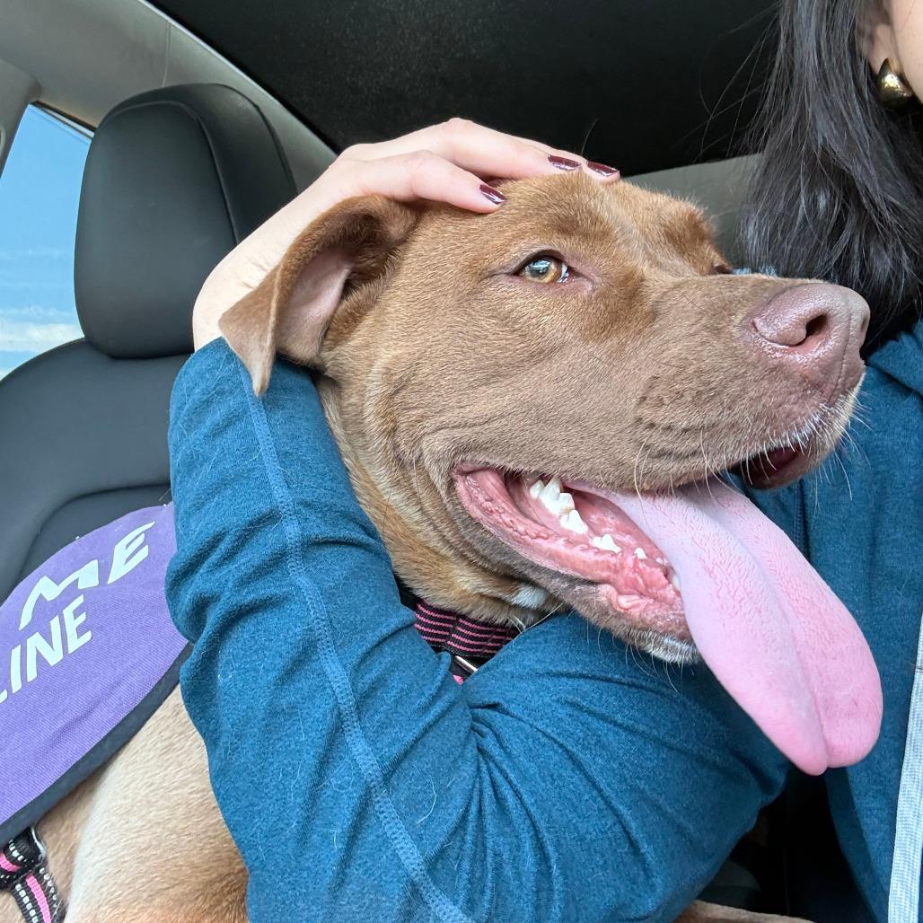 Enlarge Rita, a Adoptable Mixed Breed in Sonoma, CA image 2/5