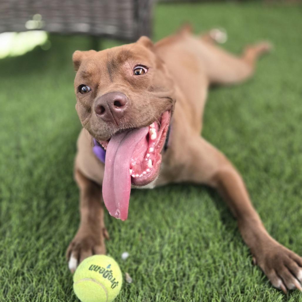 Enlarge Rita, a Adoptable Mixed Breed in Sonoma, CA image 3/5