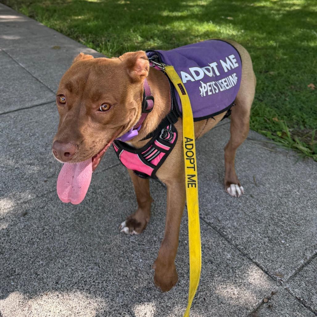 Enlarge Rita, a Adoptable Mixed Breed in Sonoma, CA image 4/5