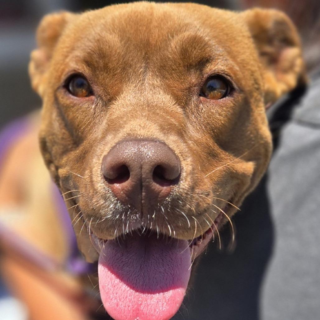 Enlarge Rita, a Adoptable Mixed Breed in Sonoma, CA image 5/5