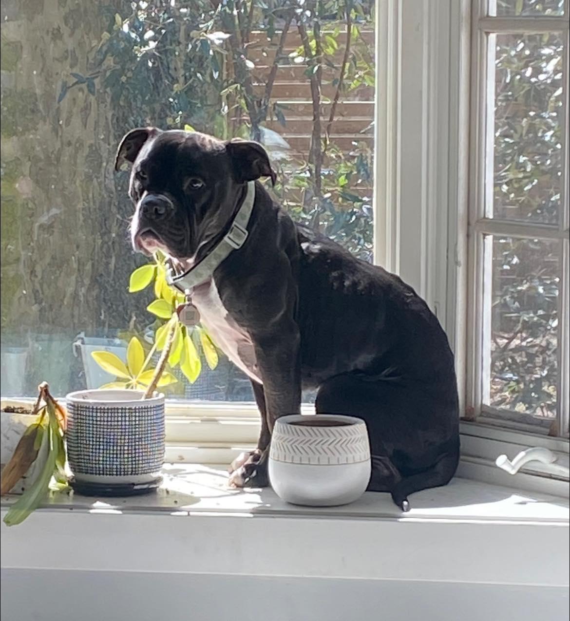 Violet, ADOPTABLE, Adult Female Pit Bull Terrier.